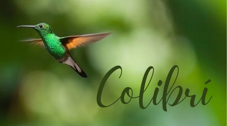 Palabra gatillo de hooponopono colibri